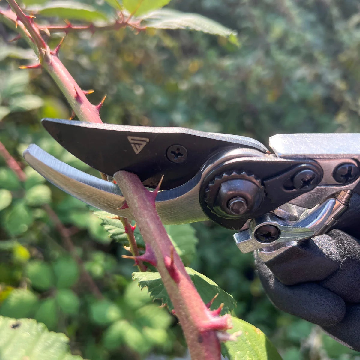 Steelworks garden scissors made of spring steel rose scissors | Vineyards | Gärtnerscheers | Bypass scissors | Plant scissors | Flower scissors | Prick
