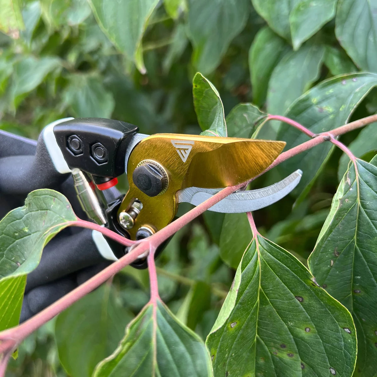 Steelworks garden scissors made of carbon steel professional rose scissors | Vineyards | Gärtnerscheers | Bypass scissors | Plant scissors | Flower scissors | Prick